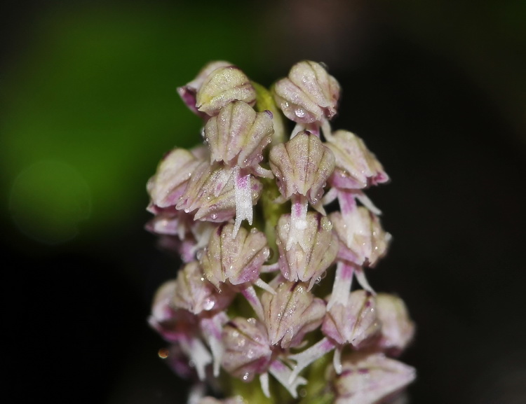 Orchidee del Chianti 2009